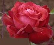 unknow artist Realistic Red Rose oil painting